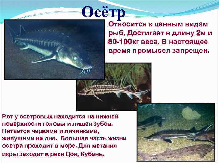 Осётр Относится к ценным видам рыб. Достигает в длину 2 м и 80 -100
