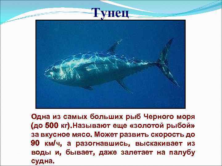 Тунец Одна из самых больших рыб Черного моря (до 500 кг). Называют еще «золотой
