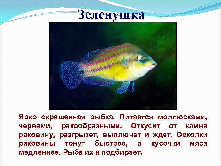 Зеленушка Ярко окрашенная рыбка. Питается моллюсками, червями, ракообразными. Откусит от камня раковину, разгрызет, выплюнет