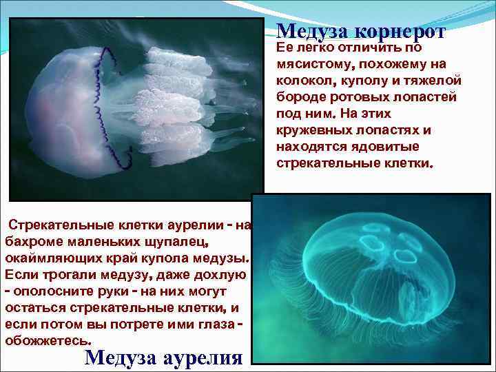 Медуза корнерот Ее легко отличить по мясистому, похожему на колокол, куполу и тяжелой бороде