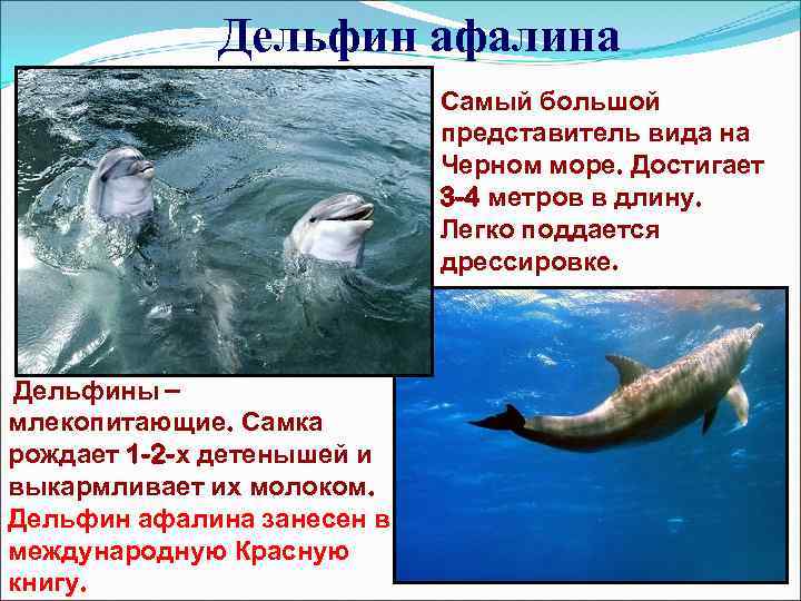 Дельфин афалина Самый большой представитель вида на Черном море. Достигает 3 -4 метров в