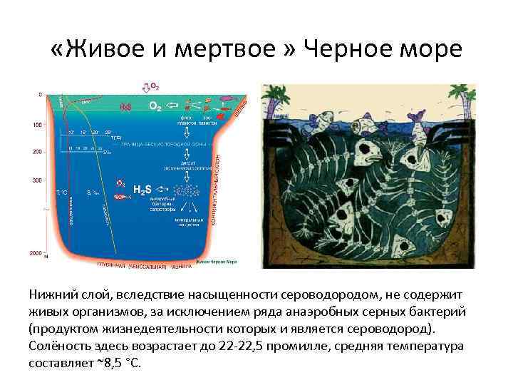 Черное море сероводород на глубине. Чёрное море сероводородный слой глубина. Дно черного моря сероводород схема. Структура черного моря. Строение черного моря структура дна.