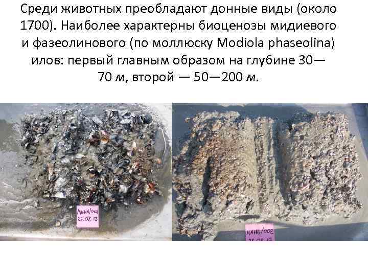 Среди животных преобладают донные виды (около 1700). Наиболее характерны биоценозы мидиевого и фазеолинового (по