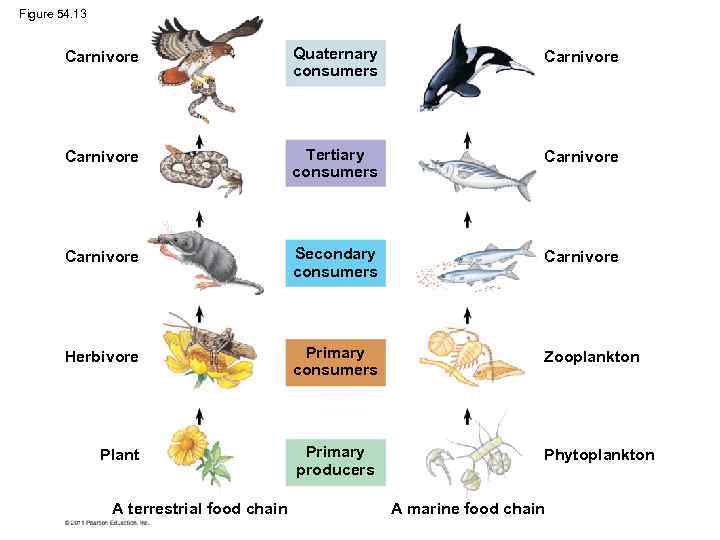 Figure 54. 13 Carnivore Quaternary consumers Carnivore Tertiary consumers Carnivore Secondary consumers Carnivore Herbivore