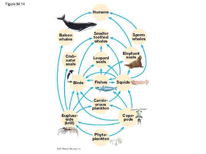 Figure 54. 14 Humans Smaller toothed whales Baleen whales Crabeater seals Birds Leopard seals