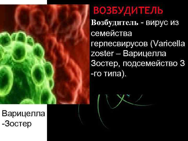 ВОЗБУДИТЕЛЬ Возбудитель - вирус из семейства герпесвирусов (Varicella zoster – Варицелла Зостер, подсемейство З