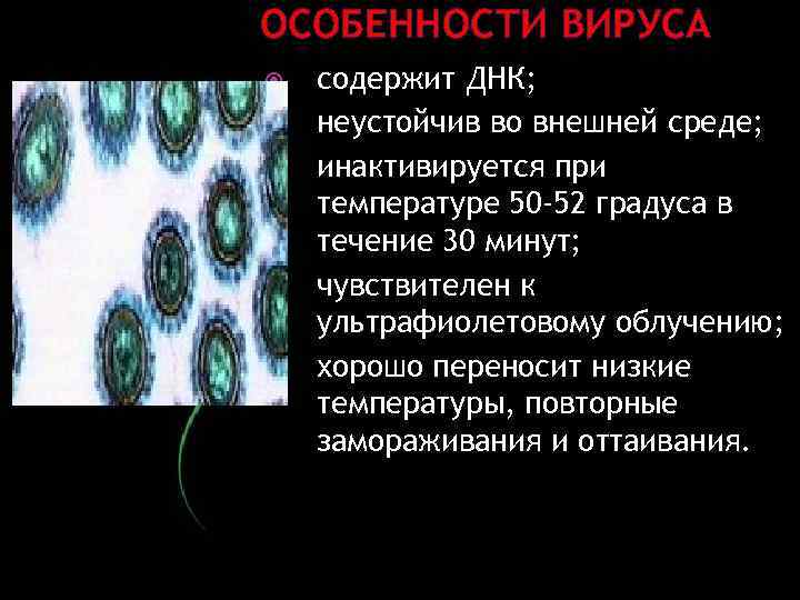 ОСОБЕННОСТИ ВИРУСА содержит ДНК; неустойчив во внешней среде; инактивируется при температуре 50 -52 градуса