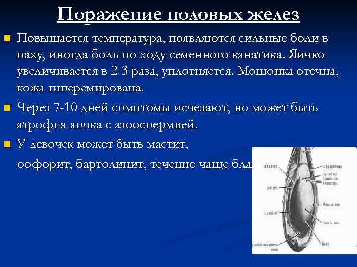 Поражение половых желез n n n Повышается температура, появляются сильные боли в паху, иногда