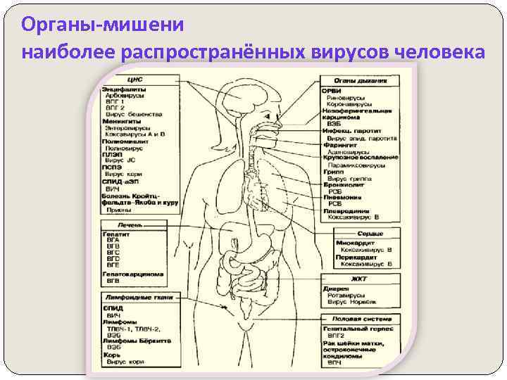 Органы-мишени наиболее распространённых вирусов человека 