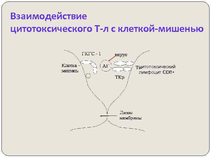 Взаимодействие цитотоксического Т-л с клеткой-мишенью цитотоксический лимфоцит CD 8+ 