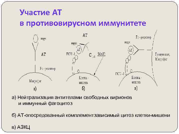 Участие АТ в противовирусном иммунитете а) Нейтрализация антителами свободных вирионов и иммунный фагоцитоз б)
