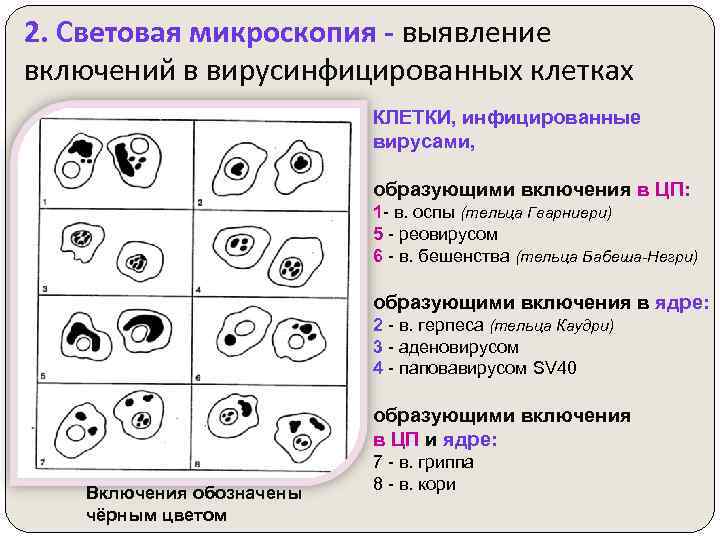 2. Световая микроскопия - выявление включений в вирусинфицированных клетках КЛЕТКИ, инфицированные вирусами, образующими включения
