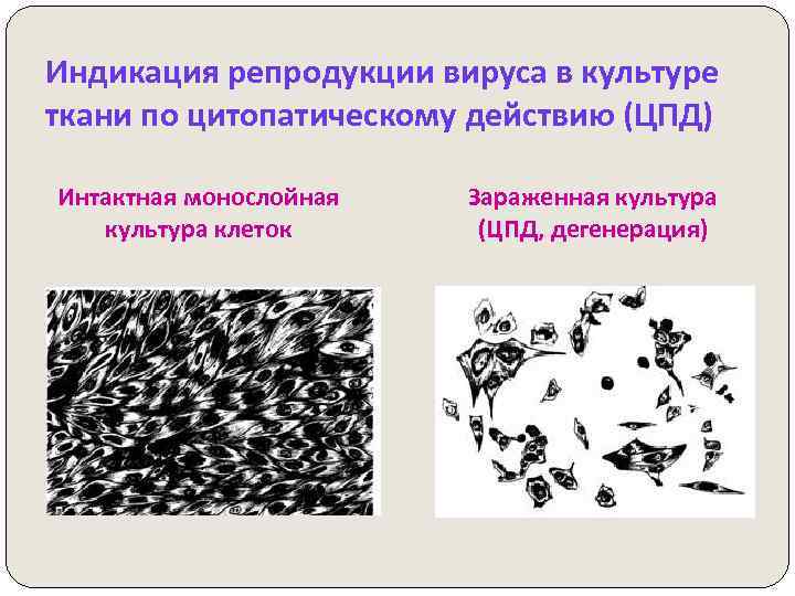Индикация репродукции вируса в культуре ткани по цитопатическому действию (ЦПД) Интактная монослойная культура клеток