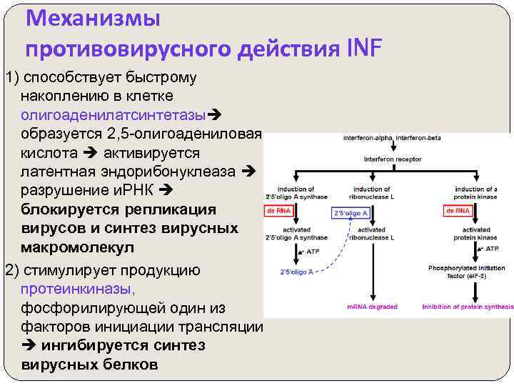 Противовирусные по схеме