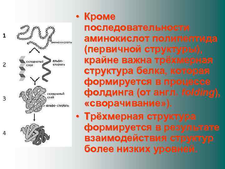  • Кроме последовательности аминокислот полипептида (первичной структуры), крайне важна трёхмерная структура белка, которая