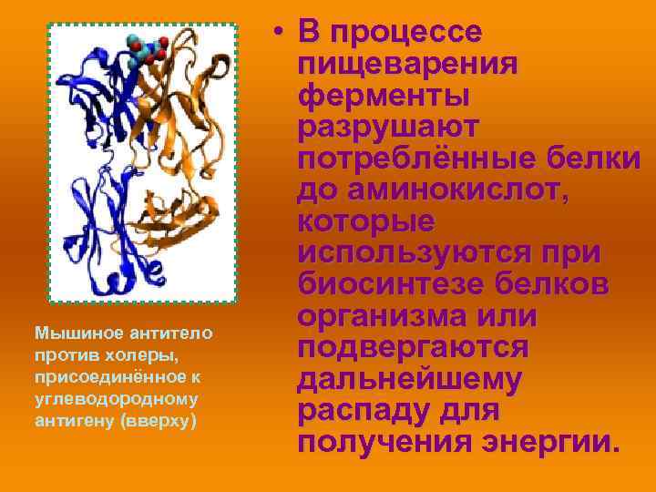 Мышиное антитело против холеры, присоединённое к углеводородному антигену (вверху) • В процессе пищеварения ферменты