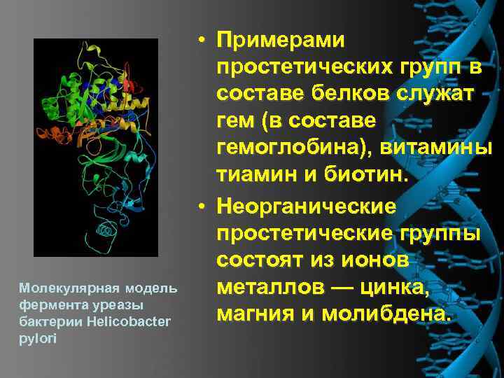 Молекулярная модель фермента уреазы бактерии Helicobacter pylori • Примерами простетических групп в составе белков