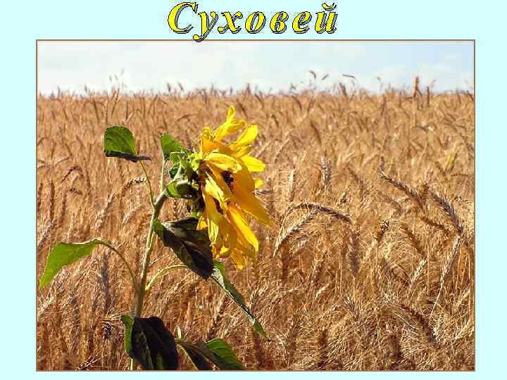 Суховей 