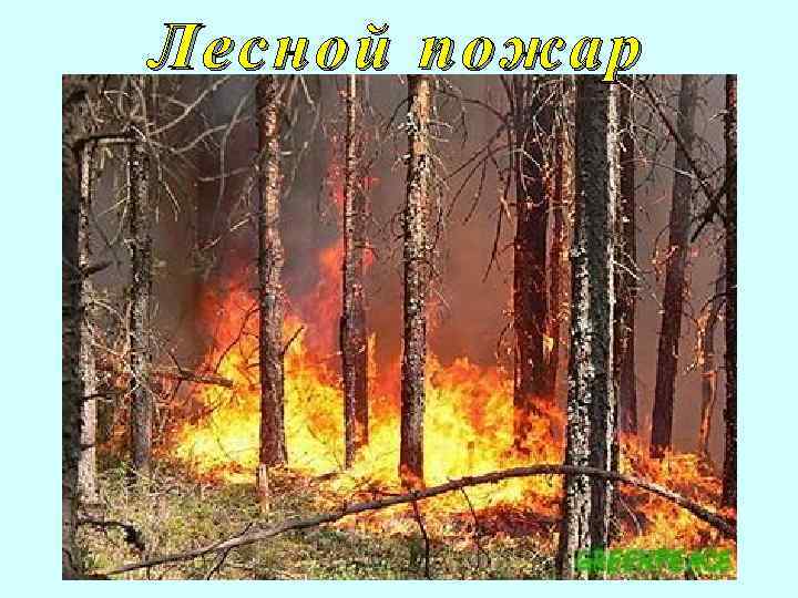 Лесной пожар 