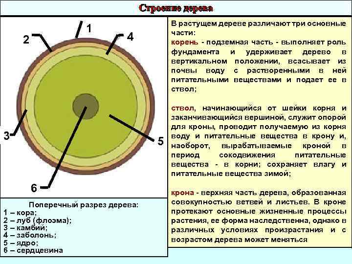 Строение дерева 1 2 В растущем дереве различают три основные части: корень - подземная