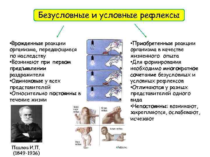 Рефлексы презентация 8 класс