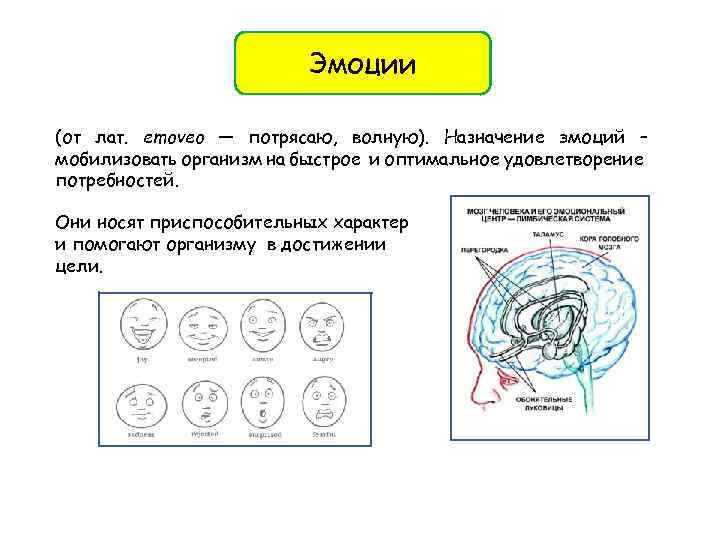 Эмоции (от лат. emoveo — потрясаю, волную). Назначение эмоций – мобилизовать организм на быстрое