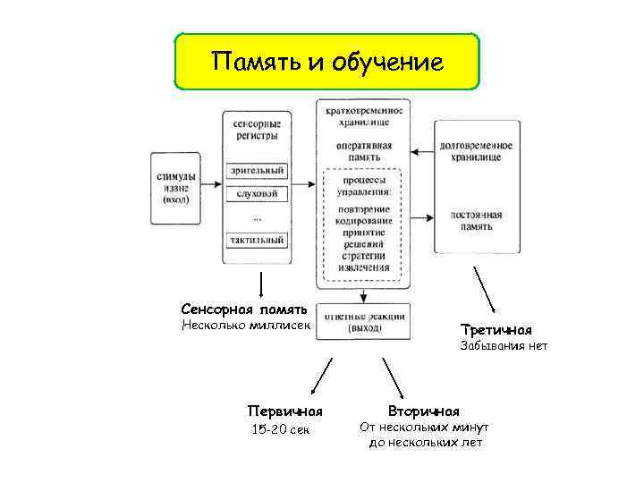 Память и обучение Сенсорная память Несколько миллисек Третичная Забывания нет Первичная 15 -20 сек
