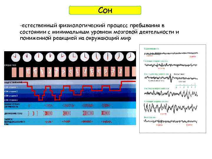 Сон -естественный физиологический процесс пребывания в состоянии с минимальным уровнем мозговой деятельности и пониженной