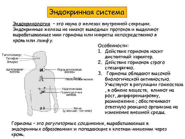 Эндокринная система Эндокринология – это наука о железах внутренней секреции. Эндокринные железы не имеют