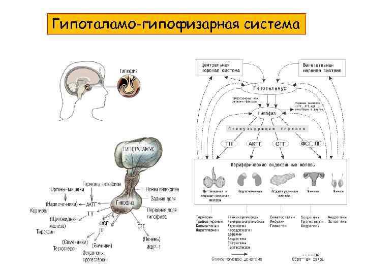 Гипоталамо-гипофизарная система 