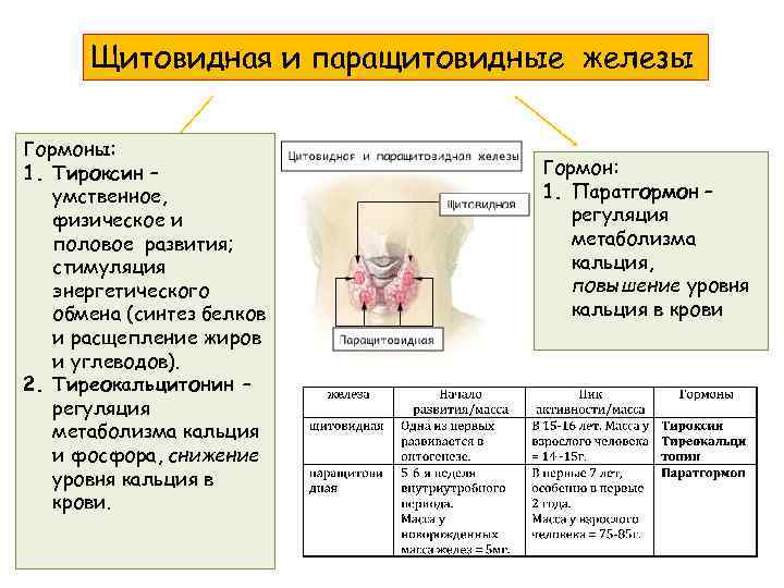 Щитовидная и паращитовидные железы Гормоны: 1. Тироксин – умственное, физическое и половое развития; стимуляция