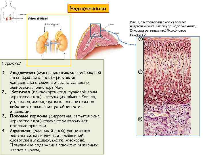 Надпочечники Рис. 1. Гистологическое строение надпочечника: 1 -капсула надпочечника; 2 -корковое вещество; 3 -мозговое
