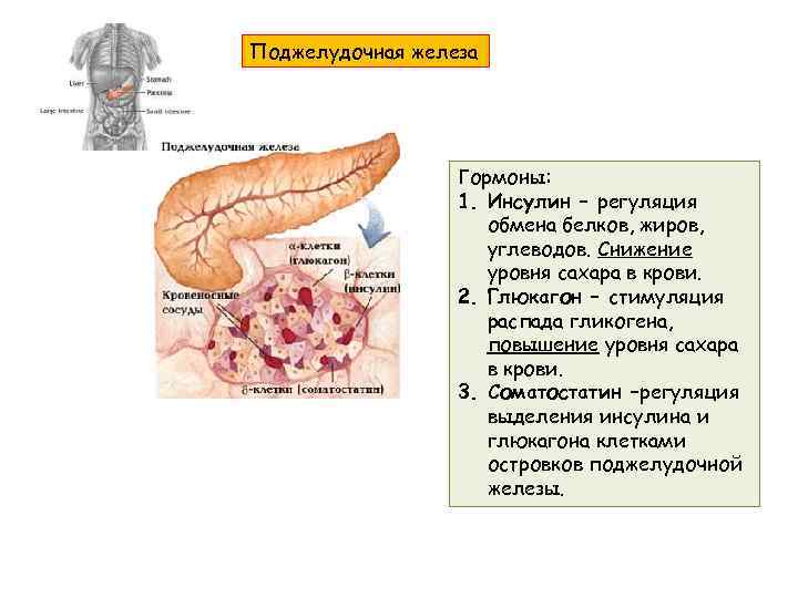 Поджелудочная железа Гормоны: 1. Инсулин – регуляция обмена белков, жиров, углеводов. Снижение уровня сахара