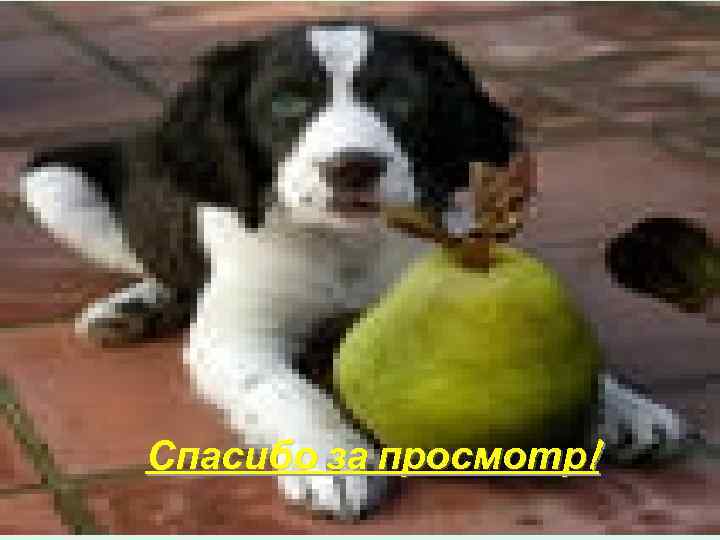 Спасибо за просмотр! 