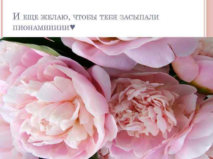 И ЕЩЕ ЖЕЛАЮ, ЧТОБЫ ТЕБЯ ЗАСЫПАЛИ ПИОНАМИИИИИ♥ 