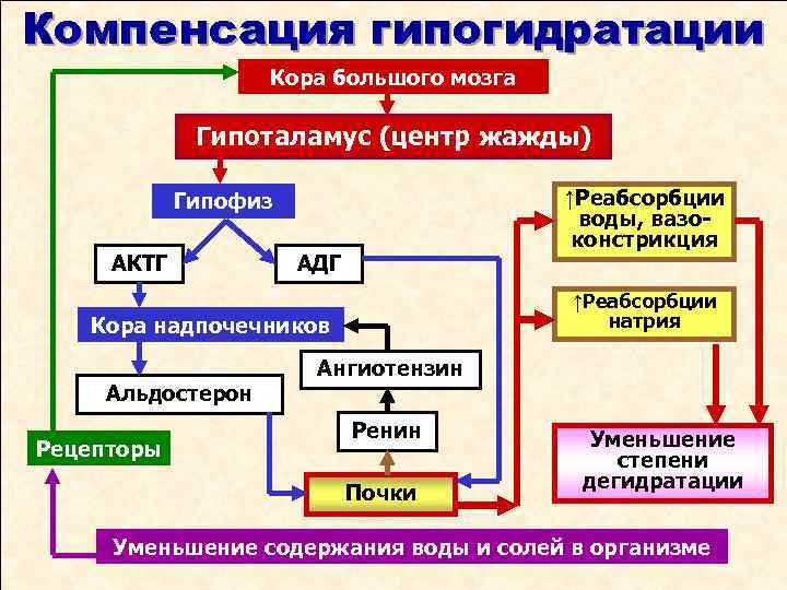 Компенсация гипогидратации Кора большого мозга Гипоталамус (центр жажды) ↑Реабсорбции воды, вазоконстрикция Гипофиз АКТГ АДГ