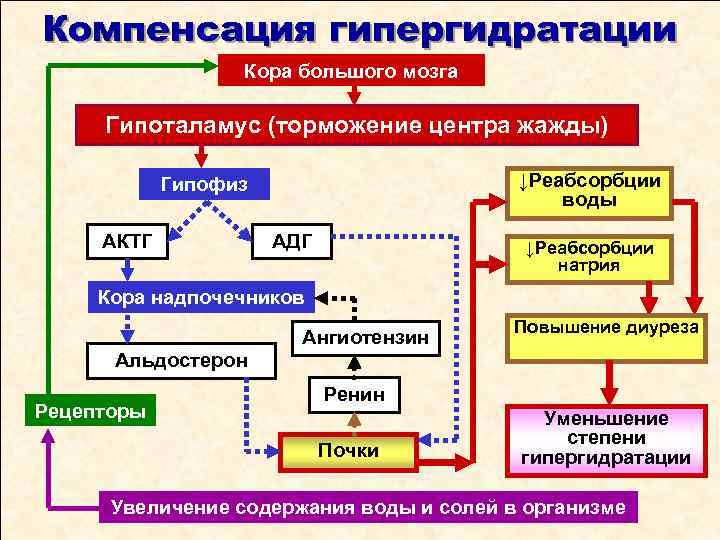 Компенсация гипергидратации Кора большого мозга Гипоталамус (торможение центра жажды) ↓Реабсорбции воды Гипофиз АКТГ АДГ