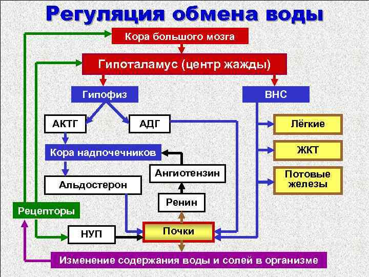 Регуляция обмена воды Кора большого мозга Гипоталамус (центр жажды) Гипофиз АКТГ ВНС АДГ Лёгкие