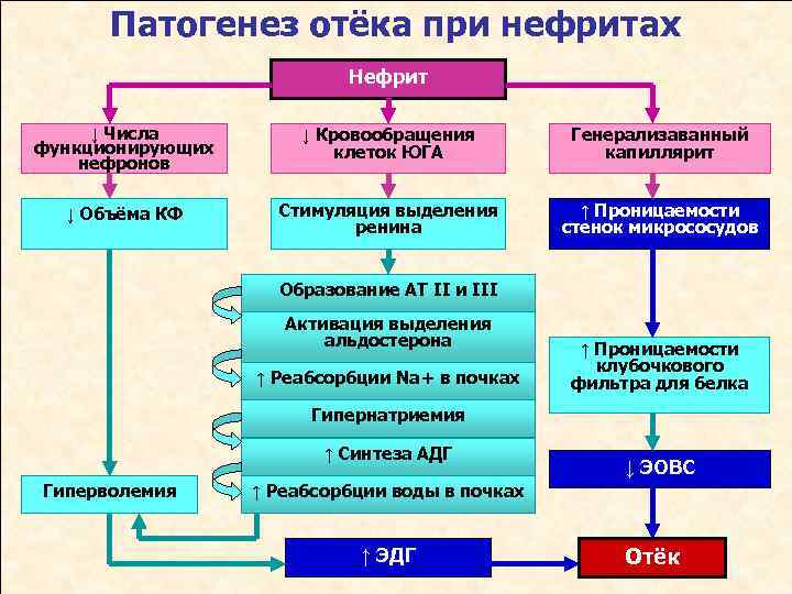 Патогенез отёка при нефритах Нефрит ↓ Числа функционирующих нефронов ↓ Кровообращения клеток ЮГА Генерализаванный