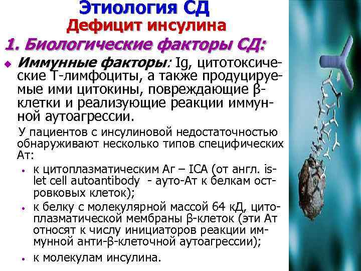 Этиология СД Дефицит инсулина 1. Биологические факторы СД: u Иммунные факторы: Ig, цитотоксиче- ские