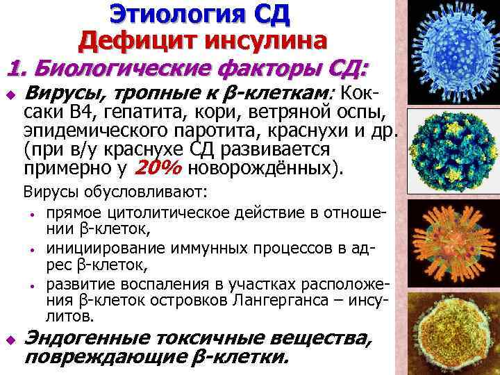 Этиология СД Дефицит инсулина 1. Биологические факторы СД: u Вирусы, тропные к β-клеткам: Кок-