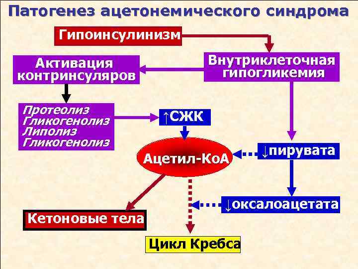 Патогенез ацетонемического синдрома Гипоинсулинизм Внутриклеточная гипогликемия Активация контринсуляров Протеолиз Гликогенолиз Липолиз Гликогенолиз ↑СЖК Ацетил-Ко.