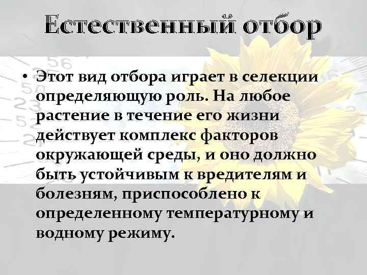 Естественный отбор • Этот вид отбора играет в селекции определяющую роль. На любое растение