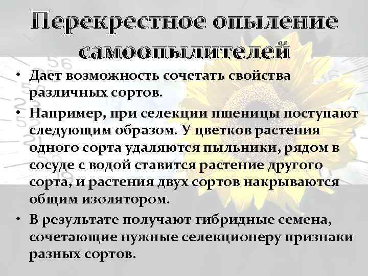 Перекрестное опыление самоопылителей • Дает возможность сочетать свойства различных сортов. • Например, при селекции