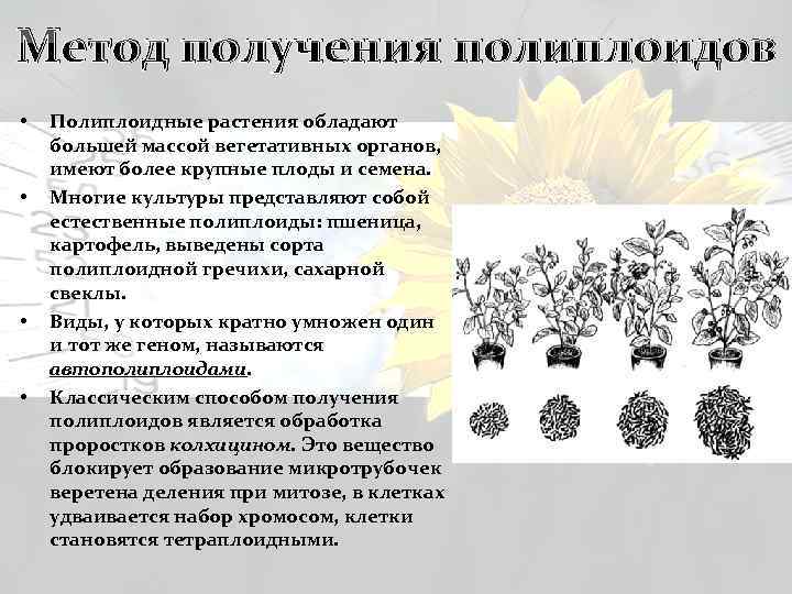 Метод получения полиплоидов • • Полиплоидные растения обладают большей массой вегетативных органов, имеют более