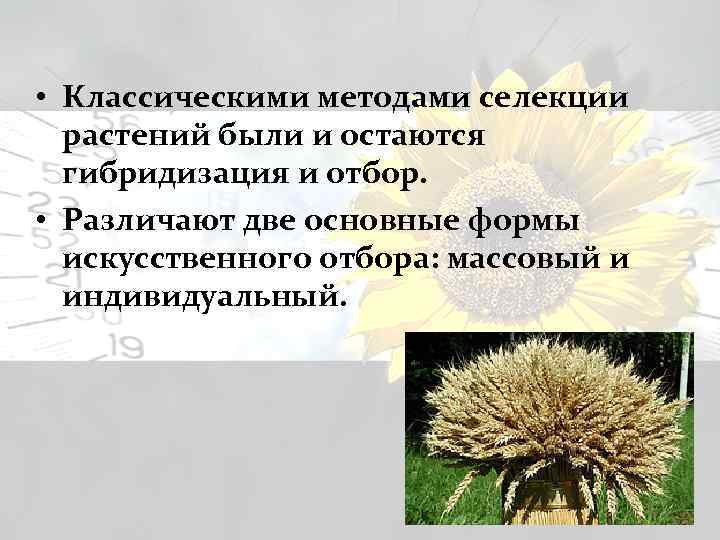  • Классическими методами селекции растений были и остаются гибридизация и отбор. • Различают