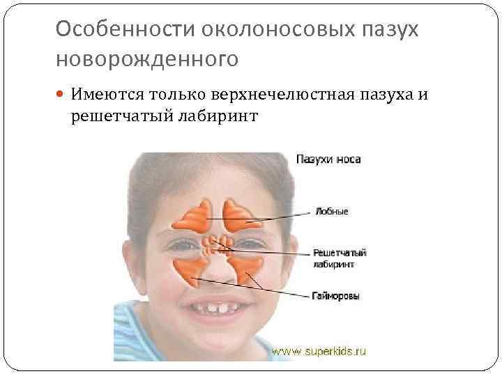 Особенности околоносовых пазух новорожденного Имеются только верхнечелюстная пазуха и решетчатый лабиринт 