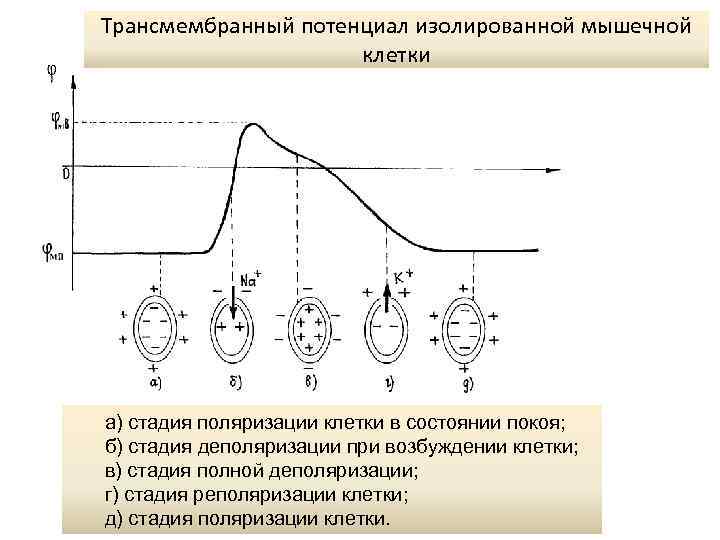 Трансмембранный потенциал изолированной мышечной клетки • а) стадия поляризации клетки в состоянии покоя; б)