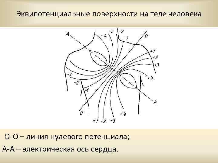 Эквипотенциальные поверхности на теле человека О-О – линия нулевого потенциала; А-А – электрическая ось