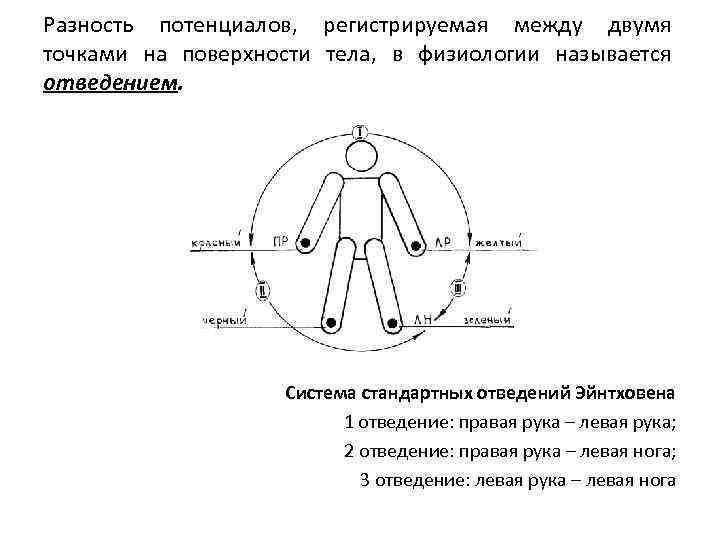 Разность потенциалов, регистрируемая между двумя точками на поверхности тела, в физиологии называется отведением. Система